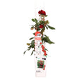 Livraison plante Rosier rouge - ↨65cm - Ø15 - arbuste fleuri