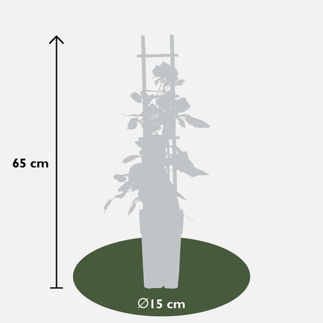 Livraison plante Rosier rouge - ↨65cm - Ø15 - arbuste fleuri