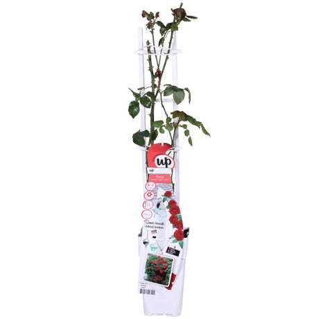 Livraison plante Rosier rouge - ↨65cm - Ø15 - arbuste fleuri