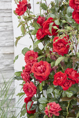 Livraison plante Rosier rouge - lot de 3 - ↨65cm - Ø15 - plante d'extérieur