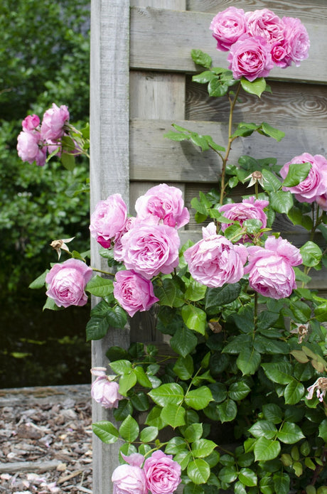 Livraison plante Rosier rouge, rose, blanc - lot de 3 - ↨65cm - Ø15 - plante d'extérieur fleurie