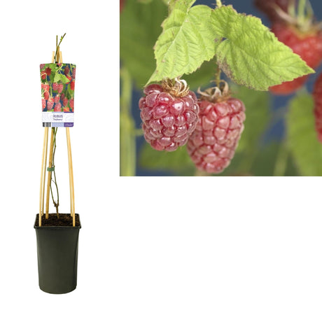 Livraison plante Rubus 'Tayberry' Murier framboisier d17cm h75cm