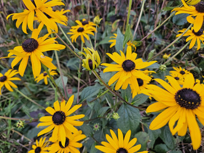 Rudbeckia (Rudbeckia fulgida) 'Goldsturm'