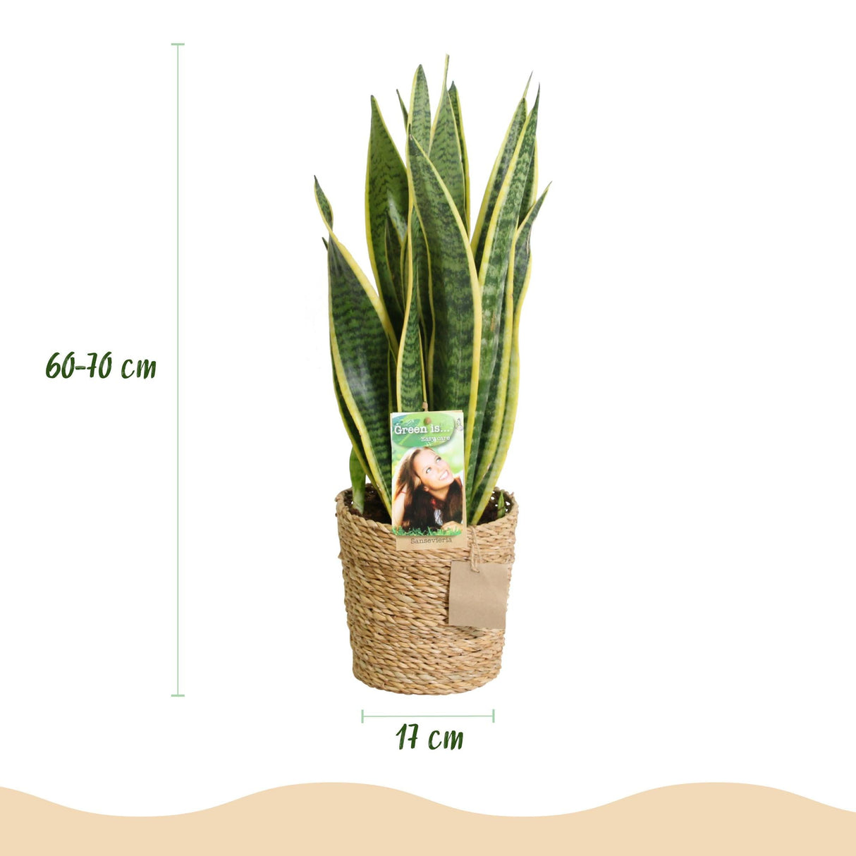 Livraison plante Sanseveria Laurentii – Lot de 2 – Hauteur 60 - 70 cm