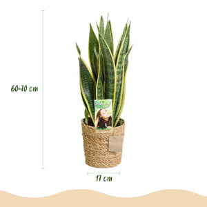 Livraison plante Sanseveria Laurentii – Lot de 2 – Hauteur 60 - 70 cm