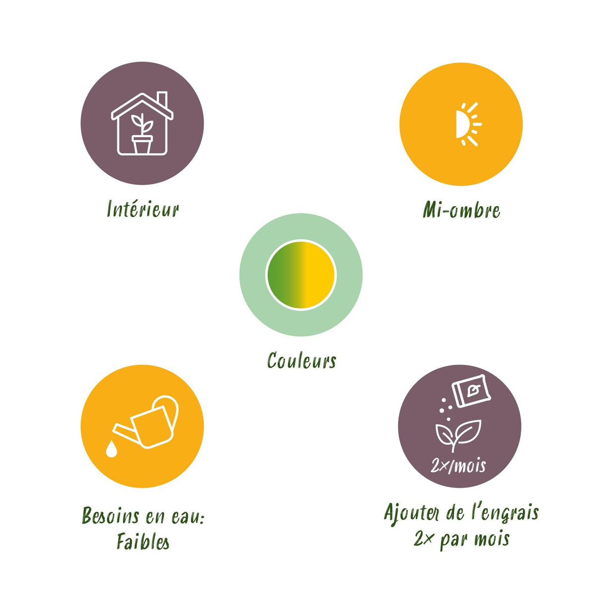 Livraison plante Sanseveria Laurentii – Lot de 2 – Hauteur 60 - 70 cm