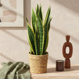 Livraison plante Sansevieria Laurentii