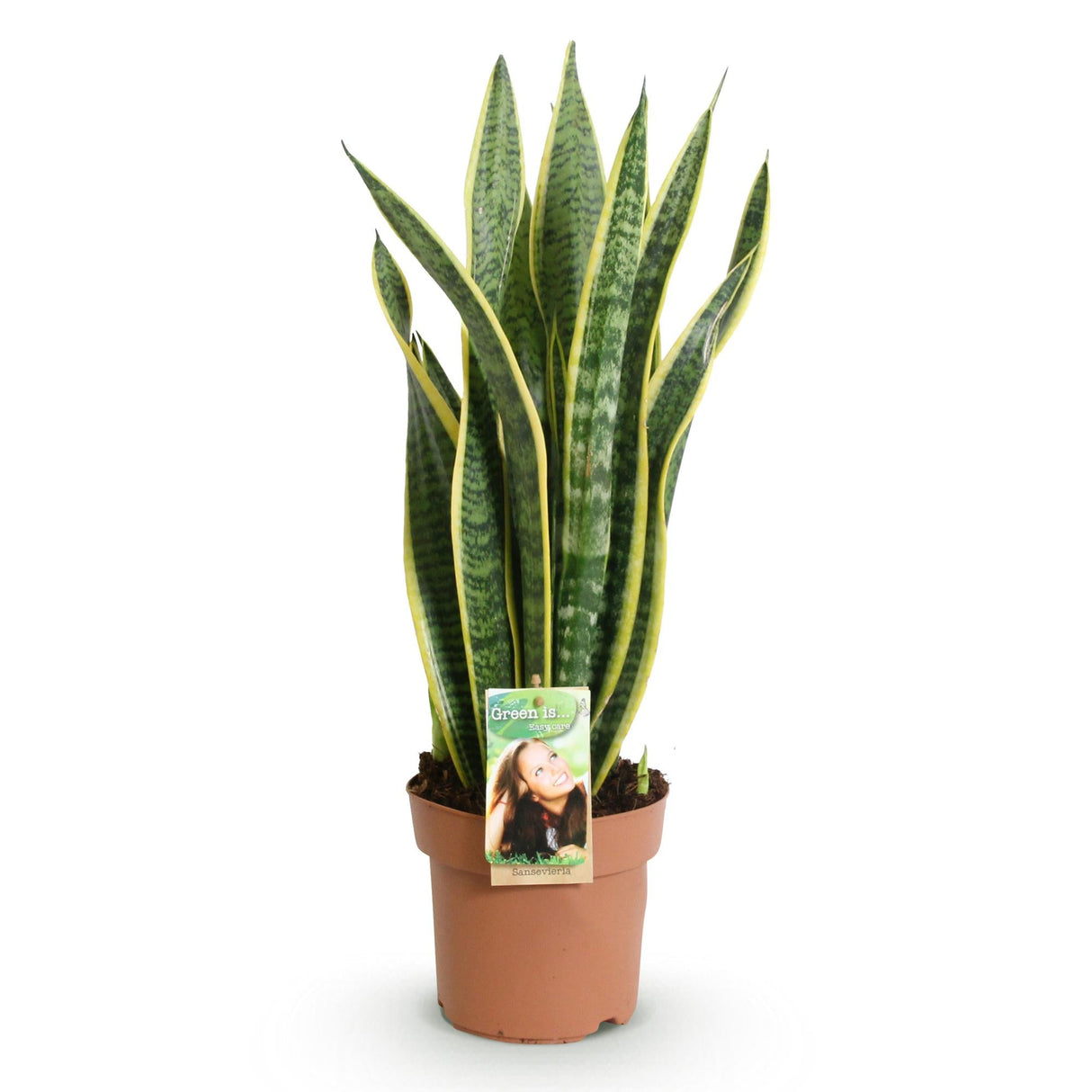 Livraison plante Sansevieria Laurentii