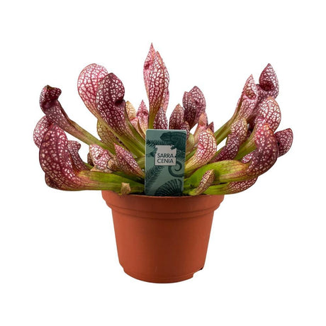 Livraison plante Sarracenia Leucophylla - carnivore