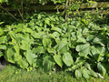 Brandkraut (Phlomis russeliana) 'Russeliana'