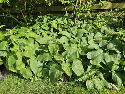 Brandkraut (Phlomis russeliana) 'Russeliana'