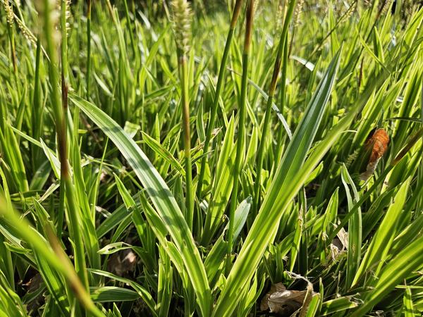 Livraison plante Sauge de Morrow aureovariegata