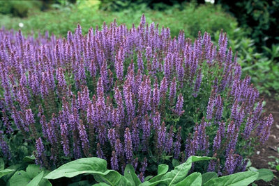 Hainsalbei (Salvia Nemorosa) 'Caradonna'