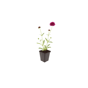 Livraison plante Scabieuse de macédoine
