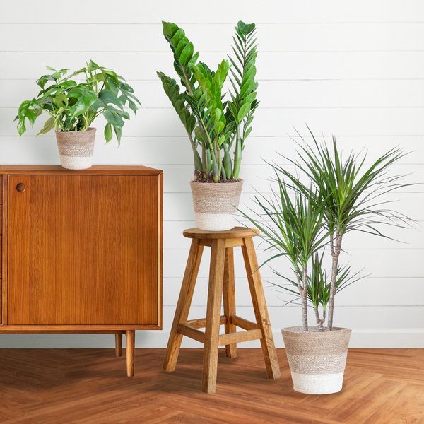 Livraison plante Schaduw Plantenbox - medium - met mand Lissabon wit