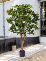 Livraison plante Schefflera - Arbre artificiel