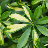 Livraison plante Schefflera Gold Capelle et panier H75 cm