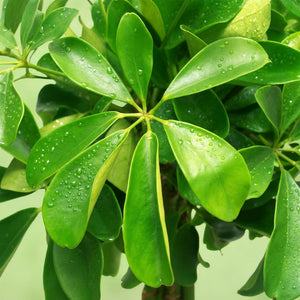 Livraison plante Schefflera Nora et panier H75 cm