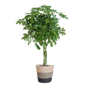 Livraison plante Schefflera Nora et son pot