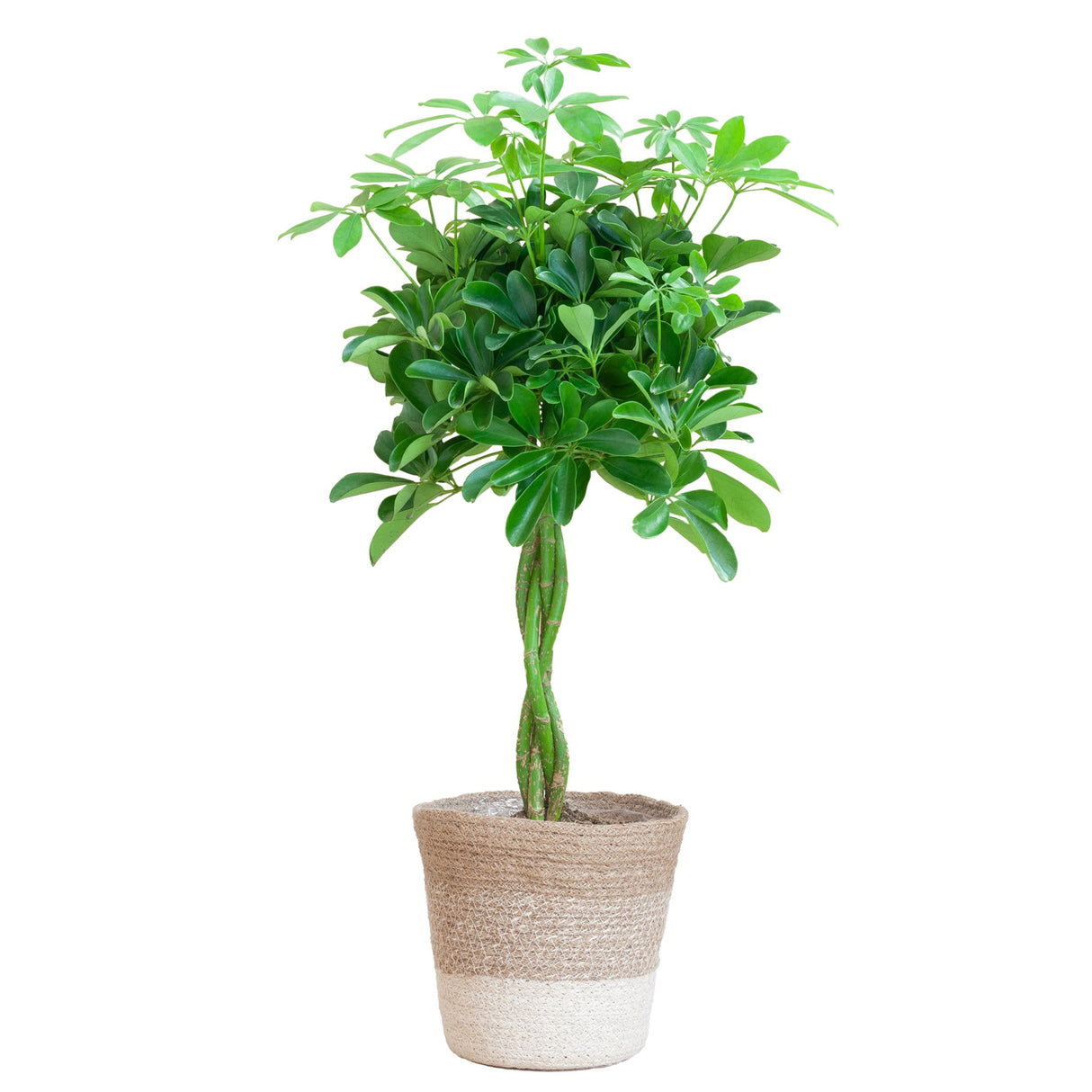 Livraison plante Schefflera XL + Panier