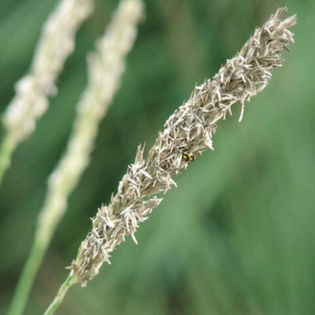 Livraison plante Sesleria autumnalis