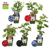 Livraison plante Set Bio de 5 Plantes Fruitières