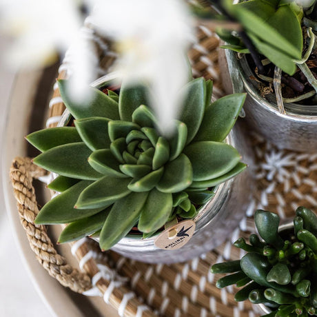 Livraison plante Set de Noël: orchidée blanche et succulentes en pots argentés