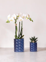 Set aus weißen Phalaenopsis-Orchideen und Haworthia in Bonbontöpfen