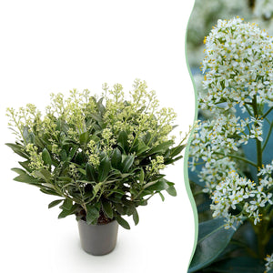 Livraison plante Skimmia japonica Finchy en pot