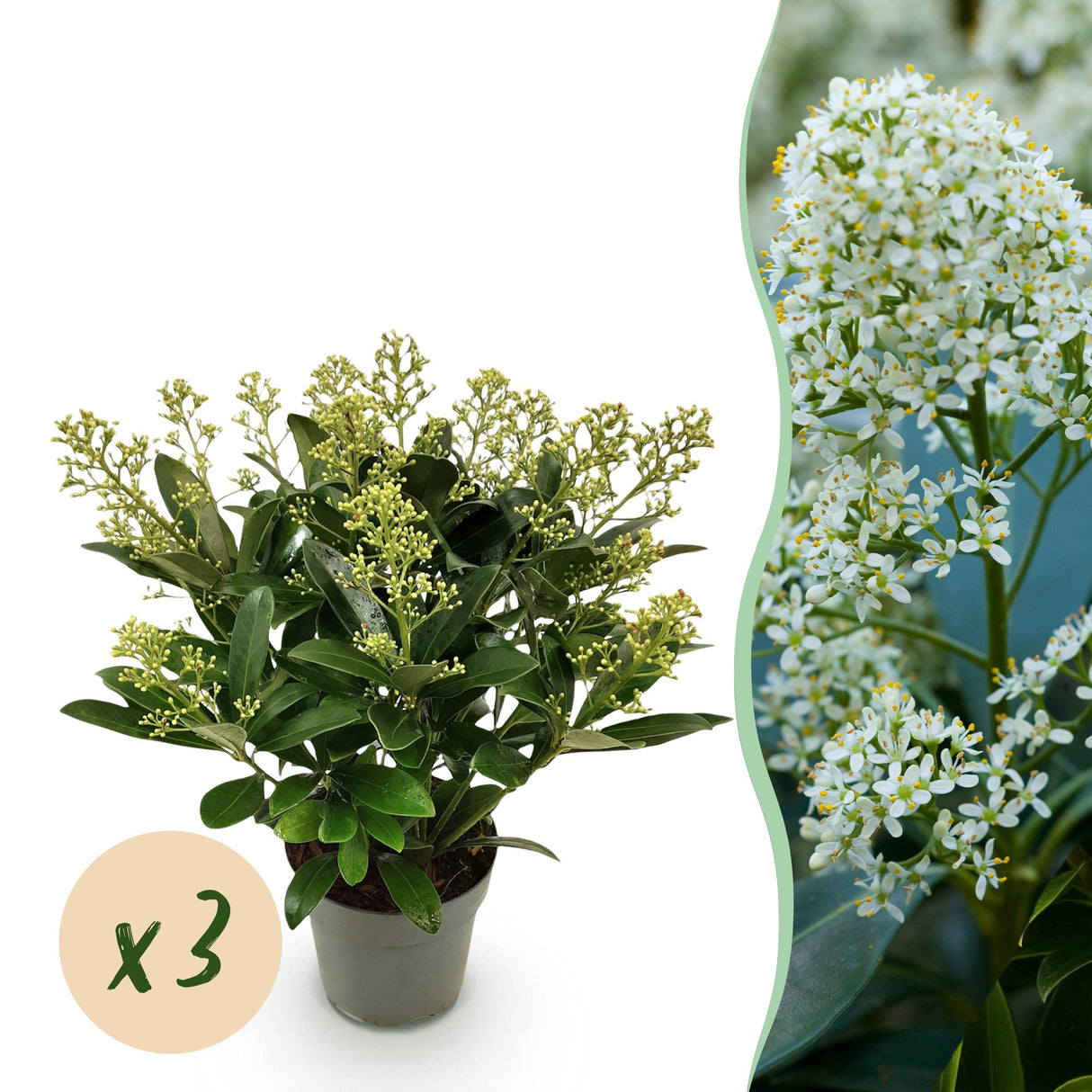 Livraison plante Skimmia japonica Finchy en pot x2