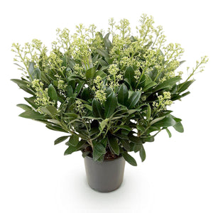 Livraison plante Skimmia japonica Finchy – Pot 19 cm – Hauteur 60 cm