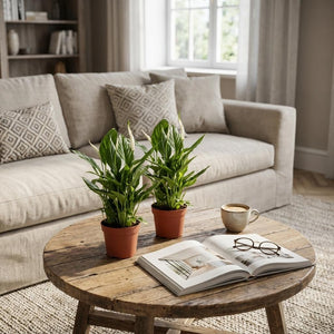 Livraison plante Spathiphyllum