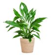 Livraison plante Spathiphyllum et son pot