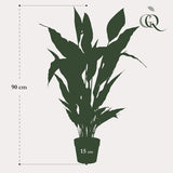 Livraison plante Spathipyllum - fleur de lune artificiel