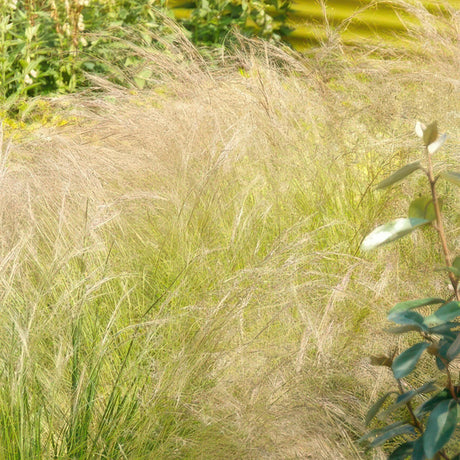 Livraison plante Stipa tenuissima Ponytails