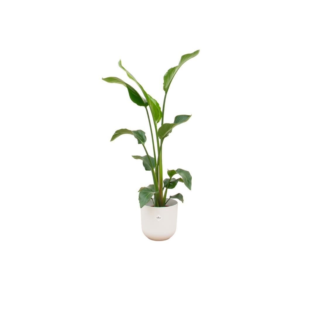 Livraison plante Strelitzia Nicolai 100cm et son pot