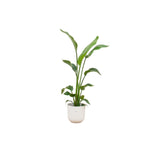 Livraison plante Strelitzia Nicolai 120 cm et son pot