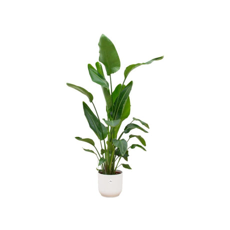 Livraison plante Strelitzia Nicolai 160cm et son pot