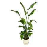 Livraison plante Strelitzia Nicolai 170 cm et son pot