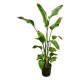 Livraison plante Strelitzia Nicolai 170 cm et son pot