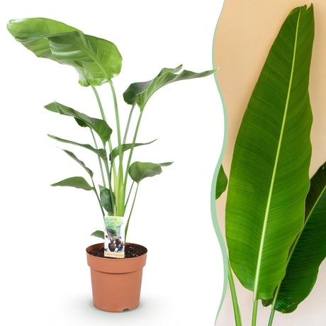 Livraison plante Strelitzia Nicolai