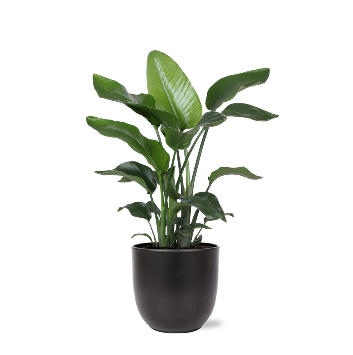 Livraison plante Strelitzia Nicolai et son pot