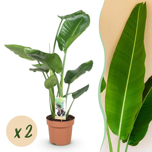 Livraison plante Strelitzia Nicolai – Lot de 1
