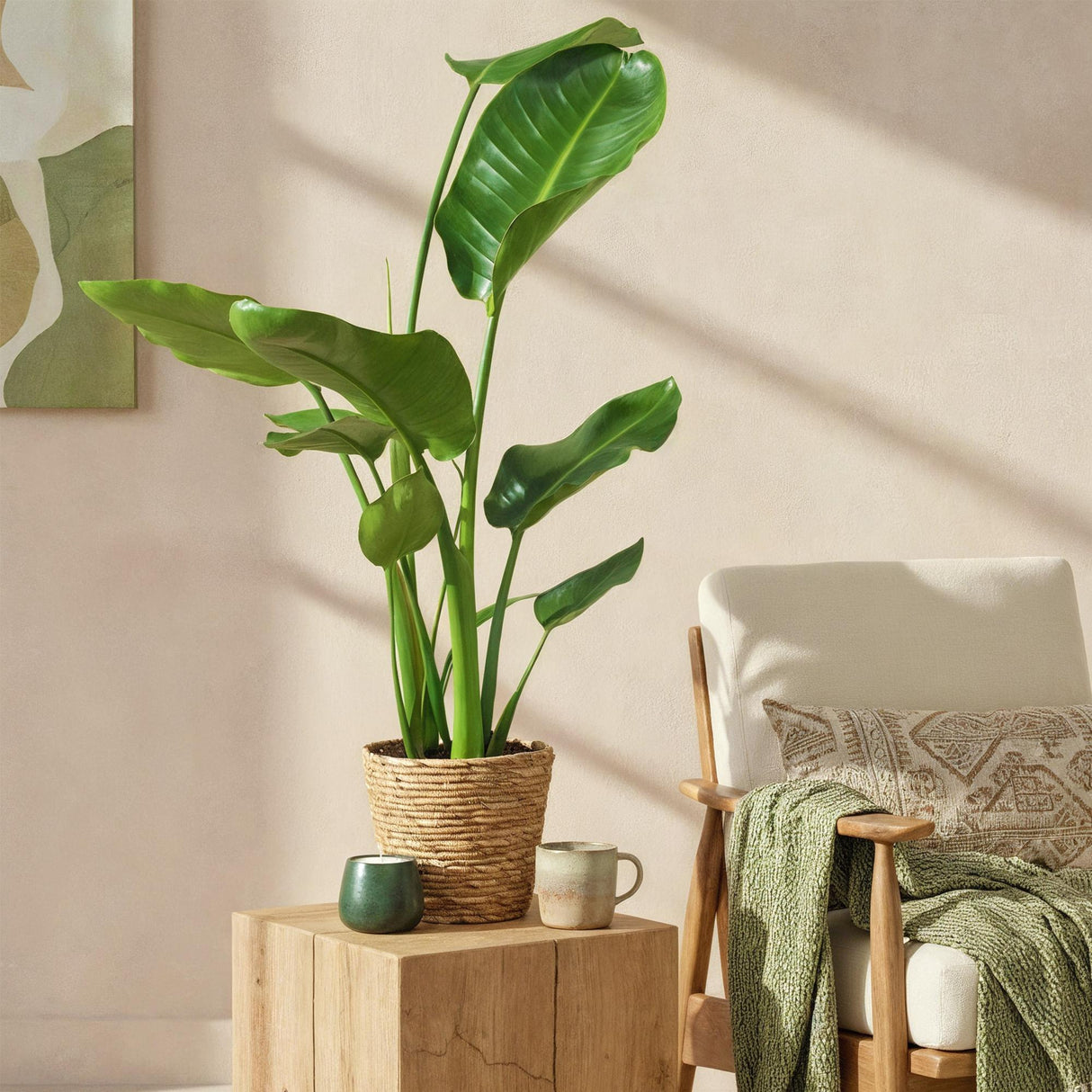 Livraison plante Strelitzia Nicolai – Lot de 1