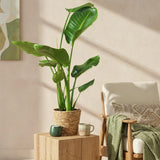 Livraison plante Strelitzia Nicolai – Lot de 1