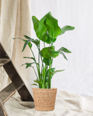 Livraison plante Strelitzia Nicolai XL et son pot