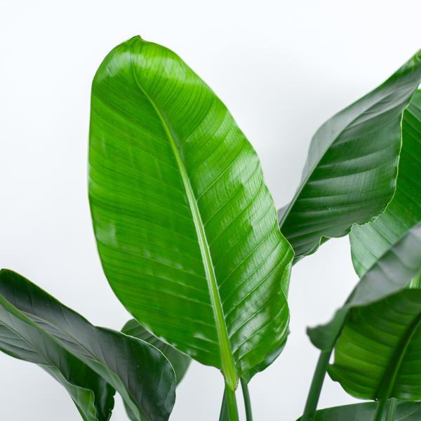 Livraison plante Strelitzia Nicolai XL et son pot