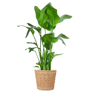Livraison plante Strelitzia Nicolai XL et son pot