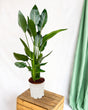 Livraison plante Strelitzia Reginae