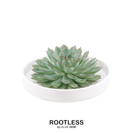 Livraison plante Succulente Echeveria Pulidonis sans Racines